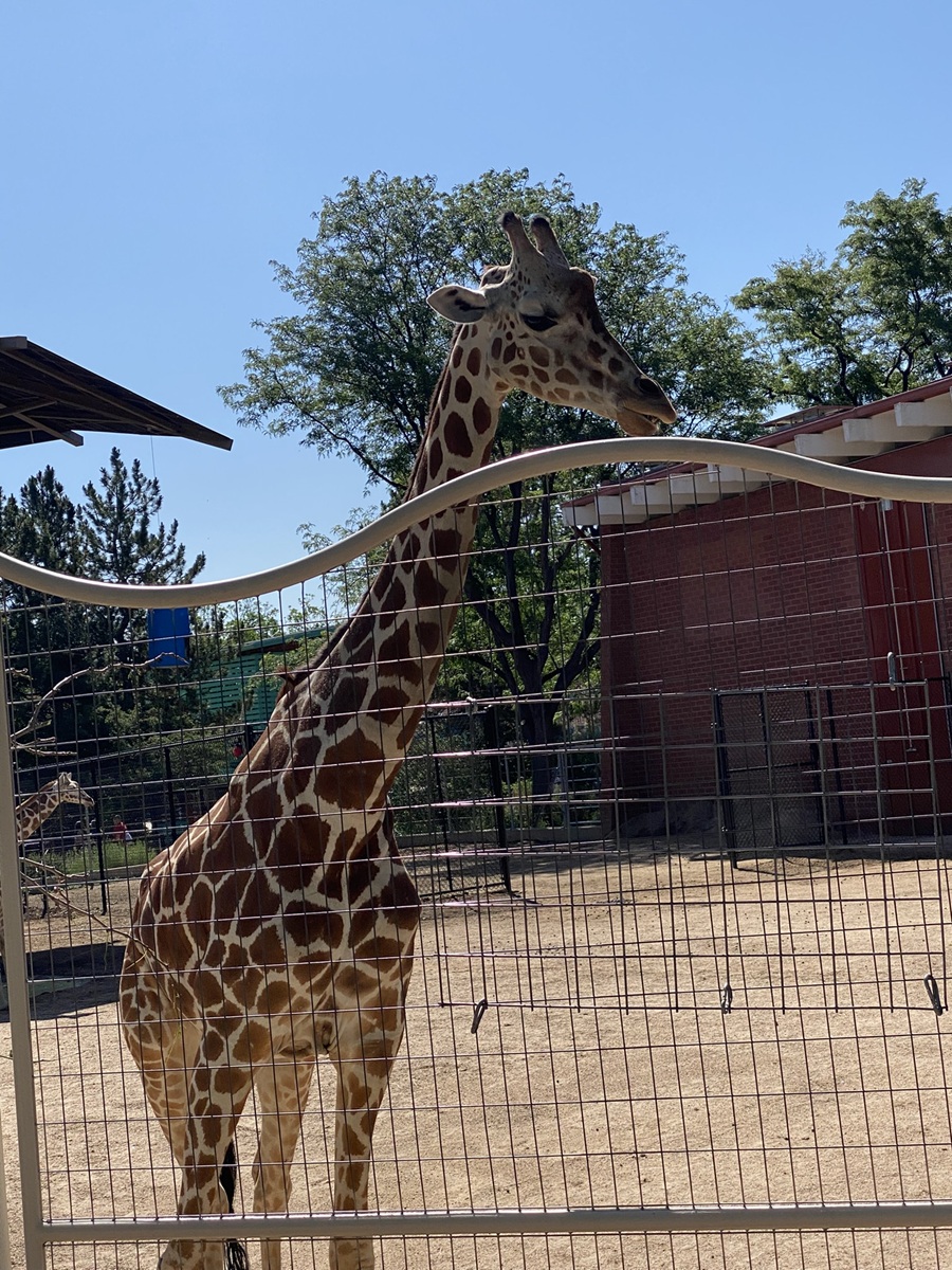 Picture of a giraffe