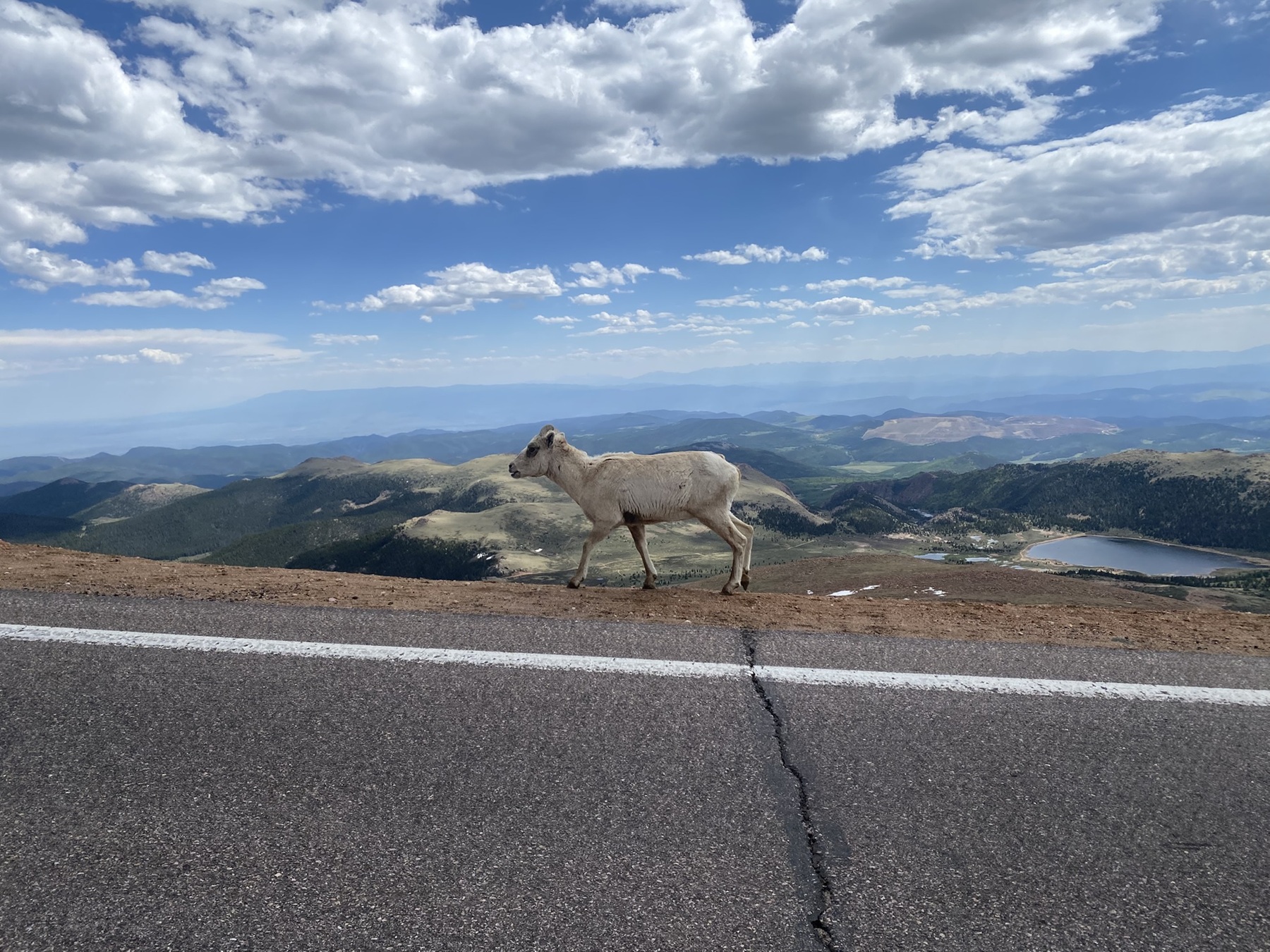 The featured photo of a mountain goat