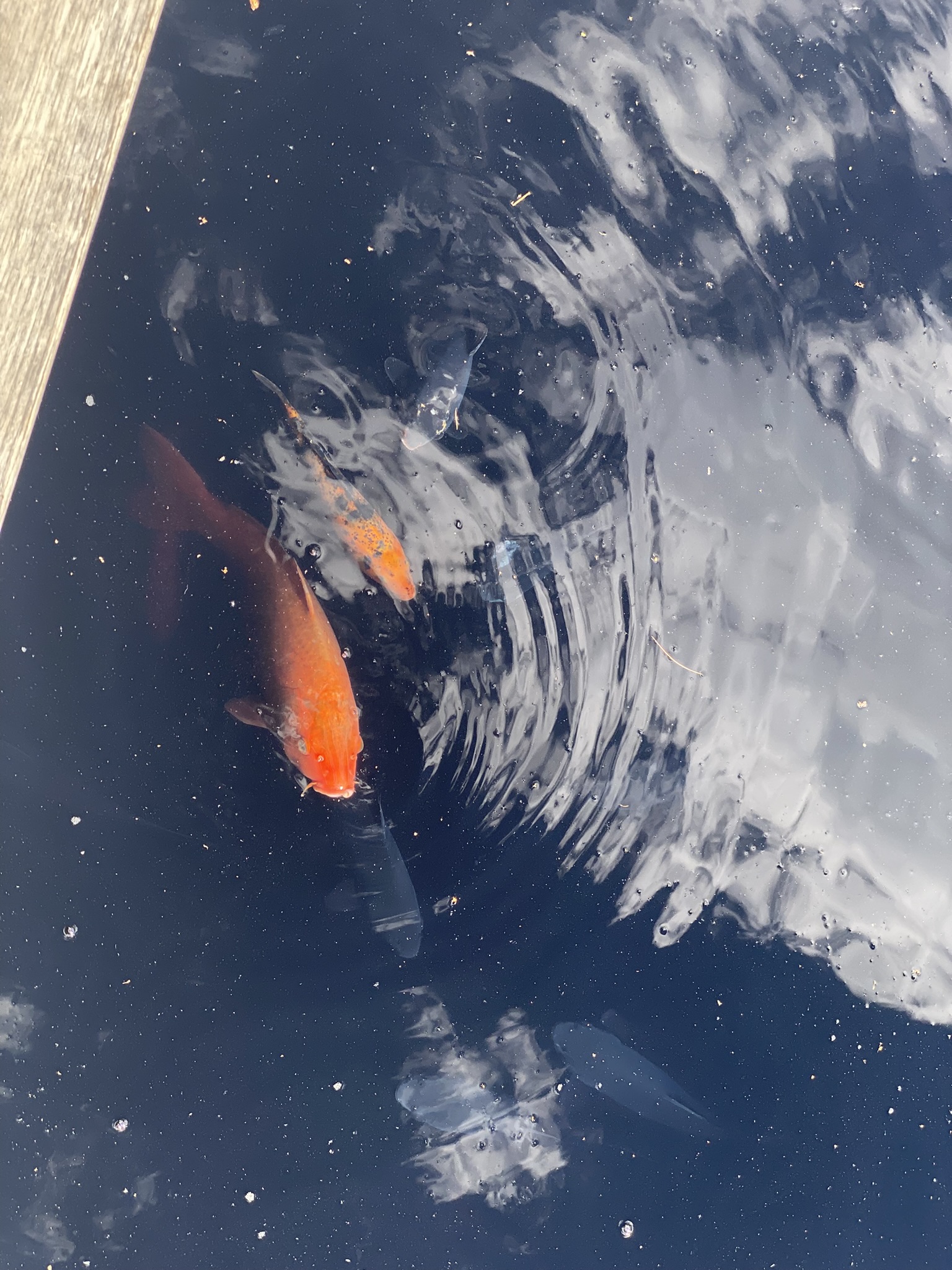 A photo of a koi fish