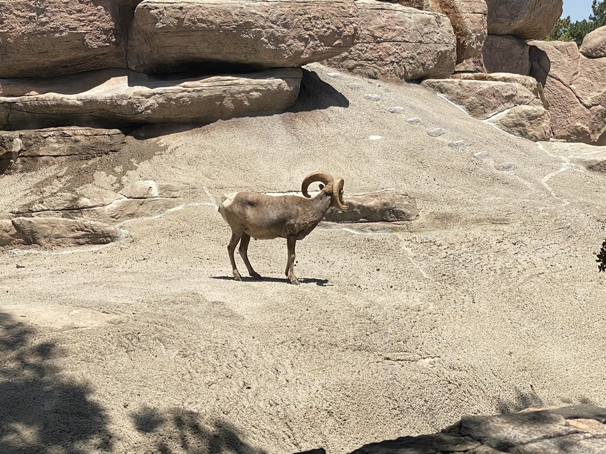 A picture of a ram